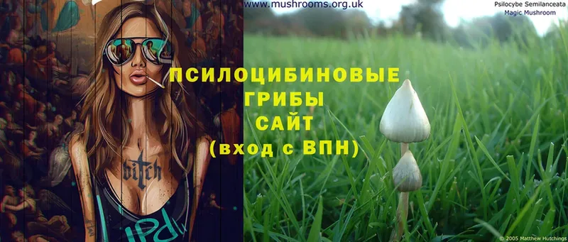 Псилоцибиновые грибы Magic Shrooms  Тетюши 